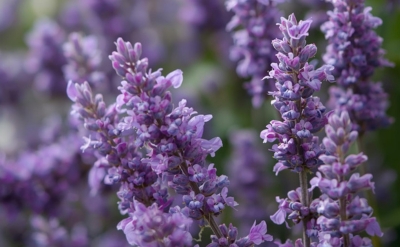 Clary Sage Essential Oil